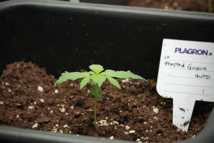 Pheno B Frosted Guava Auto By Zamnesia. Week 1 - Frosted Guava Pheno B