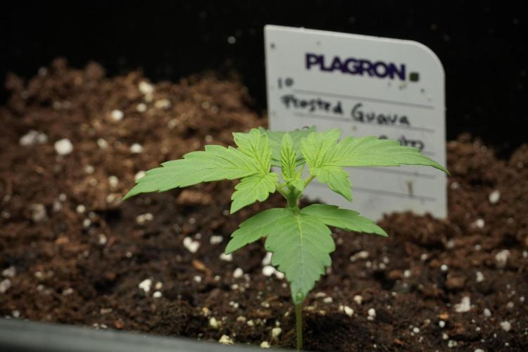 Pheno B Frosted Guava Auto By Zamnesia. Week 1 - Frosted Guava Pheno B