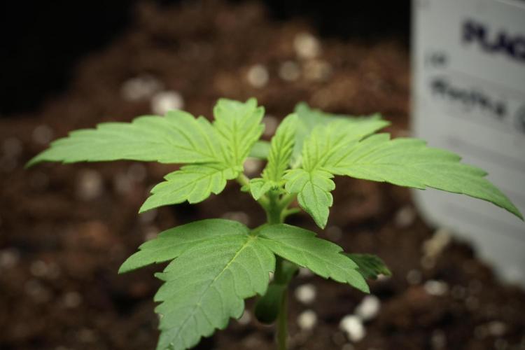 Pheno B Frosted Guava Auto By Zamnesia. Week 1 - Frosted Guava Pheno B