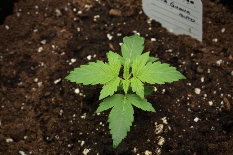 Pheno B Frosted Guava Auto By Zamnesia. Week 1 - Frosted Guava Pheno B