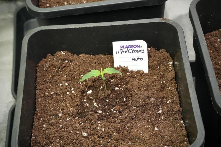 Pink Rosay Auto By Zamnesia Pheno A. Week 1 - Pink Rozay Pheno A