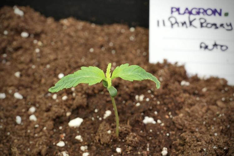 Pink Rosay Auto By Zamnesia Pheno A. Week 1 - Pink Rozay Pheno A