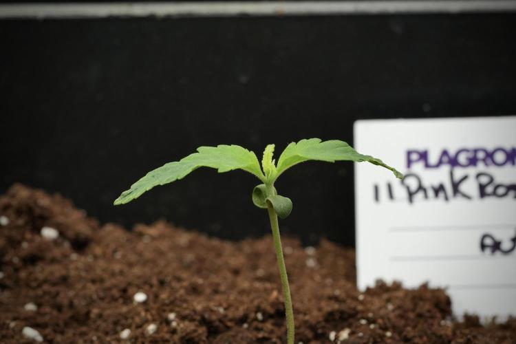 Pink Rosay Auto By Zamnesia Pheno A. Week 1 - Pink Rozay Pheno A