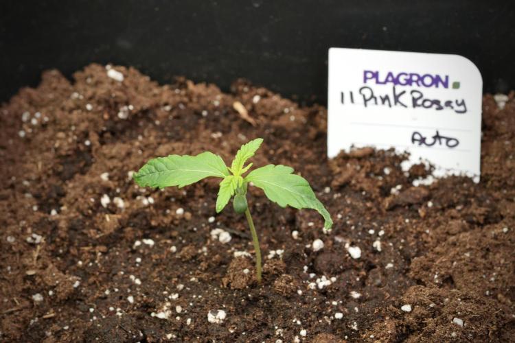 Pink Rosay Auto By Zamnesia Pheno A. Week 1 - Pink Rozay Pheno A