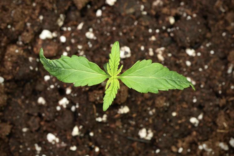 Pink Rosay Auto By Zamnesia Pheno A. Week 1 - Pink Rozay Pheno A