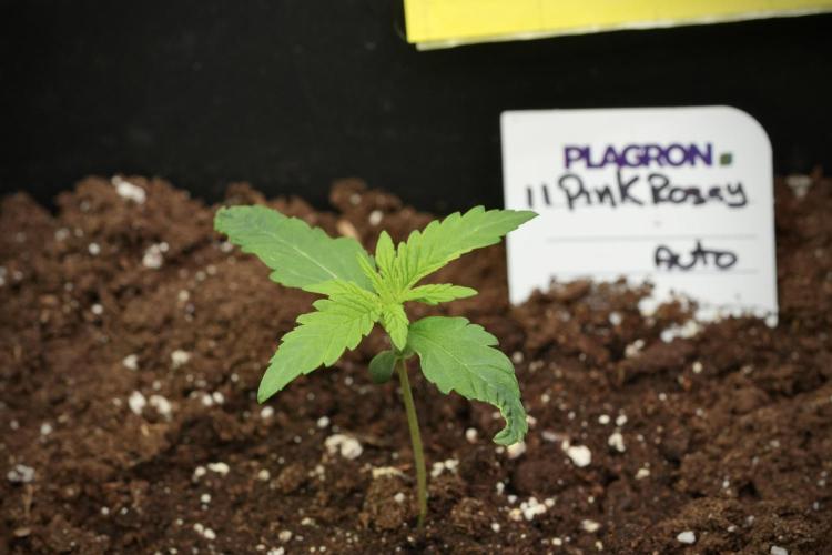 Pink Rosay Auto By Zamnesia Pheno A. Week 1 - Pink Rozay Pheno A