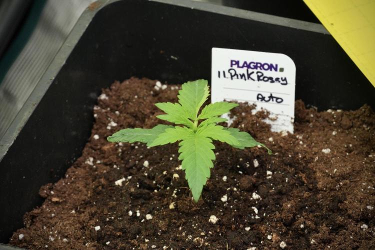 Pink Rosay Auto By Zamnesia Pheno A. Week 1 - Pink Rozay Pheno A