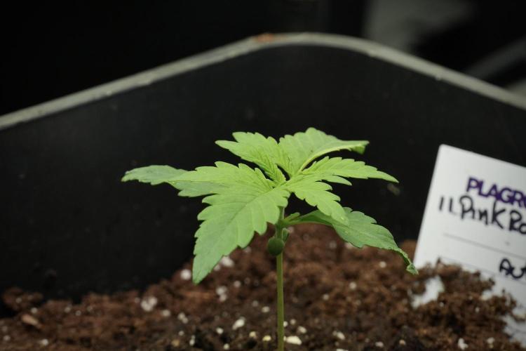 Pink Rosay Auto By Zamnesia Pheno A. Week 1 - Pink Rozay Pheno A