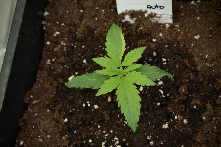Pink Rosay Auto By Zamnesia Pheno A. Week 1 - Pink Rozay Pheno A