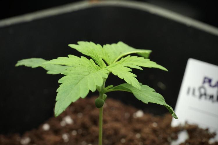 Pink Rosay Auto By Zamnesia Pheno A. Week 1 - Pink Rozay Pheno A