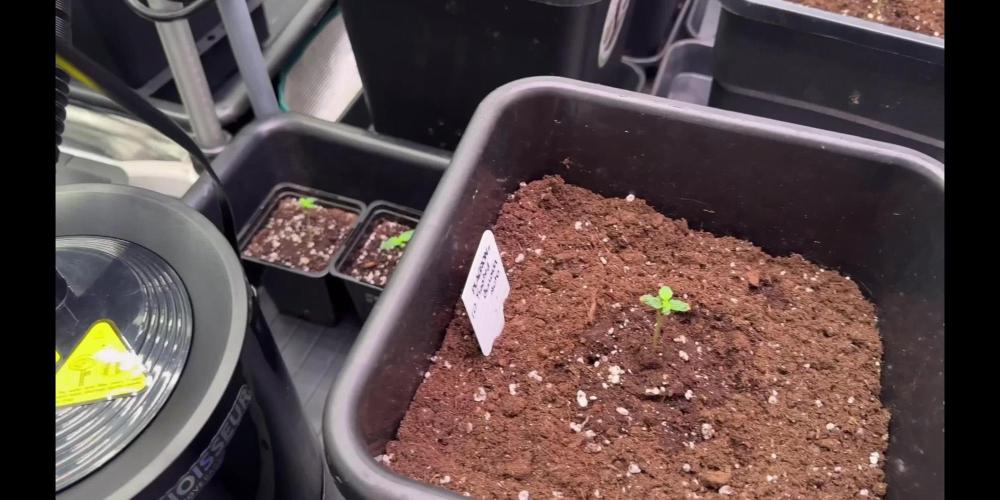 Pink Rosay Auto By Zamnesia Pheno A