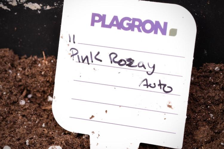 Pheno B Pink Rosay Auto By Zamnesia. Week 1 - Pink Rozay Pheno B