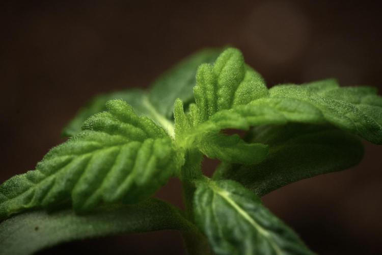 Pheno B Pink Rosay Auto By Zamnesia. Week 1 - Macro on Pink Rozay Pheno B