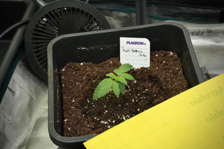 Pheno B Pink Rosay Auto By Zamnesia. Week 1 - Pink Rozay Pheno B