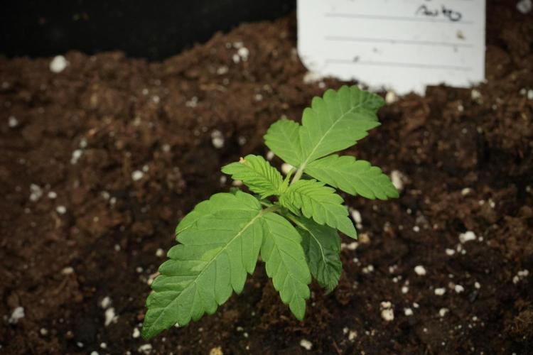 Pheno B Pink Rosay Auto By Zamnesia. Week 1 - Pink Rozay Pheno B
