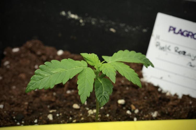 Pheno B Pink Rosay Auto By Zamnesia. Week 1 - Pink Rozay Pheno B