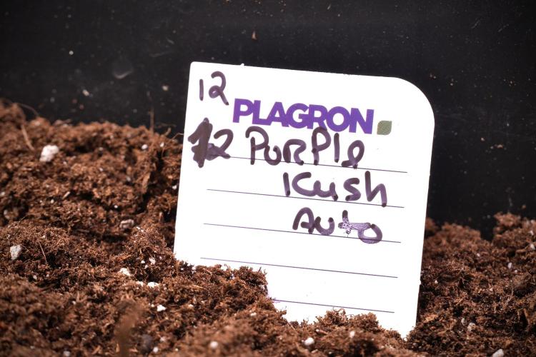 Purple CousKush Auto By Zamnesia Pheno A. Week 1 - PCK- Purple Couskush