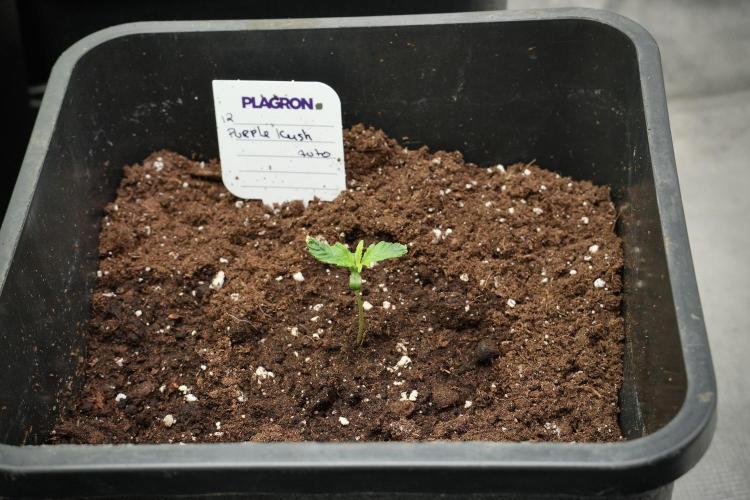 Purple CousKush Auto By Zamnesia Pheno A. Week 1 - PCK Pheno A