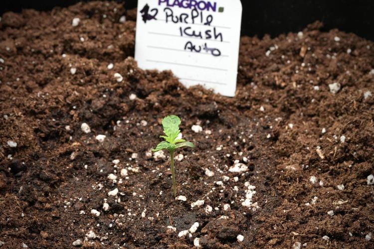 Purple CousKush Auto By Zamnesia Pheno A. Week 1 - PCK Pheno A