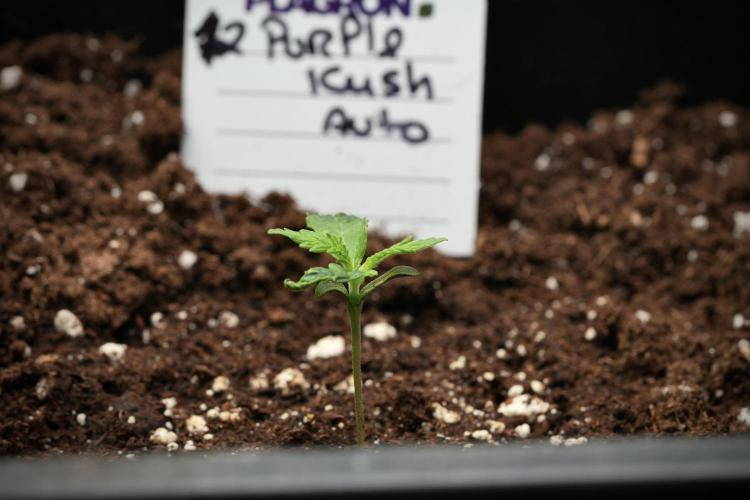 Purple CousKush Auto By Zamnesia Pheno A. Week 1 - PCK Pheno A