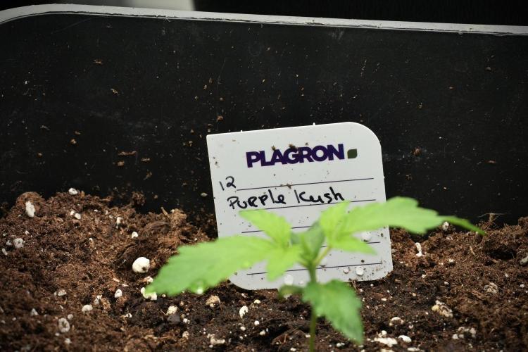 Purple CousKush Auto By Zamnesia Pheno A. Week 1 - PCK Pheno A