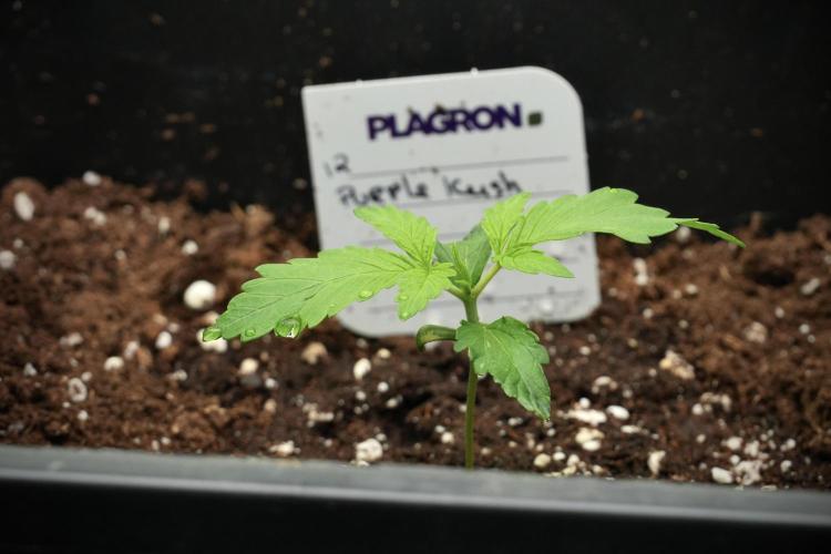 Purple CousKush Auto By Zamnesia Pheno A. Week 1 - PCK Pheno A