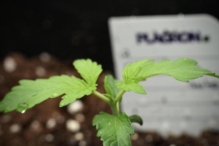 Purple CousKush Auto By Zamnesia Pheno A. Week 1 - PCK Pheno A