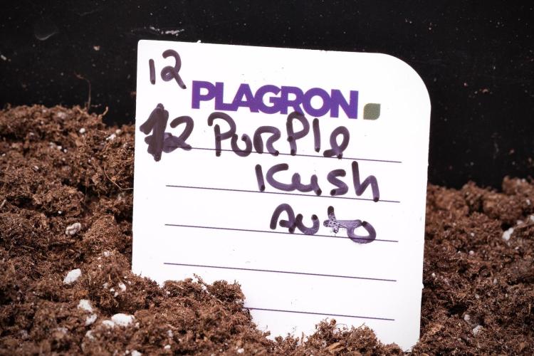 Pheno B Purple CousKush Auto By Zamnesia. Week 1 - PCK - Purple CousKush Auto 
