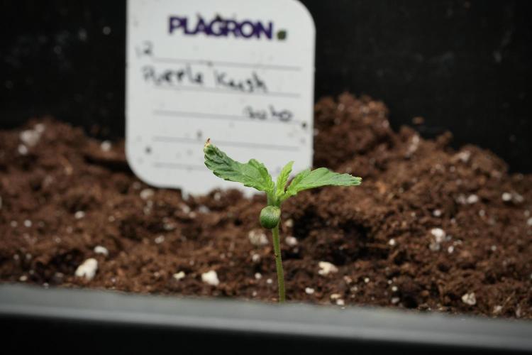 Pheno B Purple CousKush Auto By Zamnesia. Week 1 - PCK pheno B ruff start one 