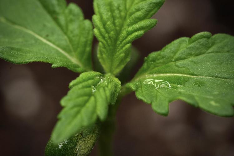 Pheno B Purple CousKush Auto By Zamnesia. Week 1 - PCK pheno B ruff start one 