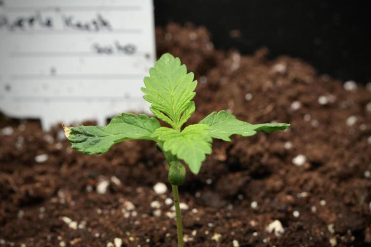 Pheno B Purple CousKush Auto By Zamnesia. Week 1 - PCK pheno B ruff start one 