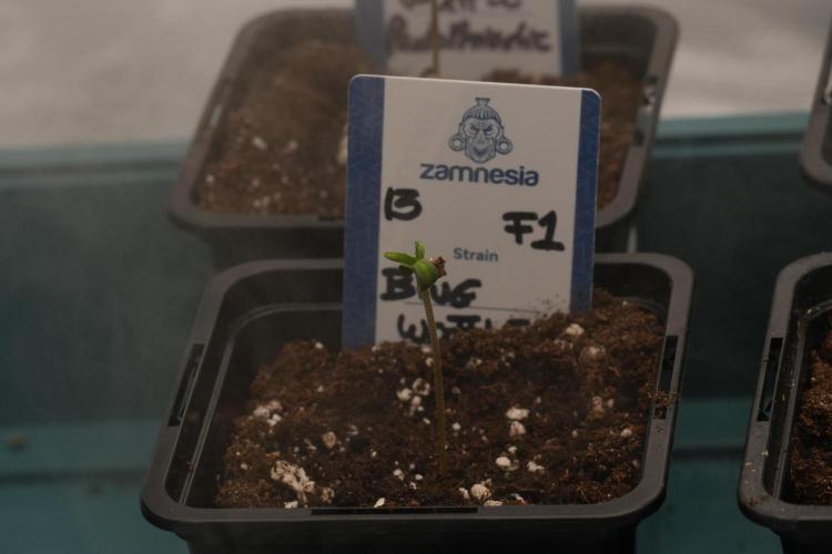 Blue Waffle F1 Zamnesia Pheno A. Week 0 - Blue Waffle F1 Pheno A 