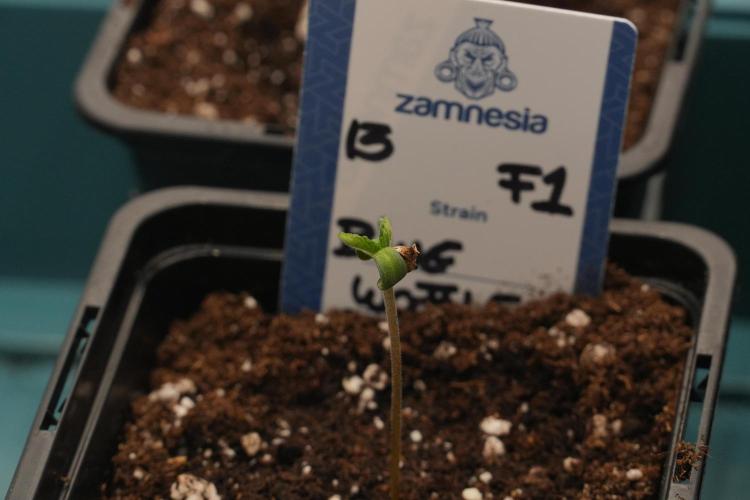 Blue Waffle F1 Zamnesia Pheno A. Week 0 - Blue Waffle F1 Pheno A 