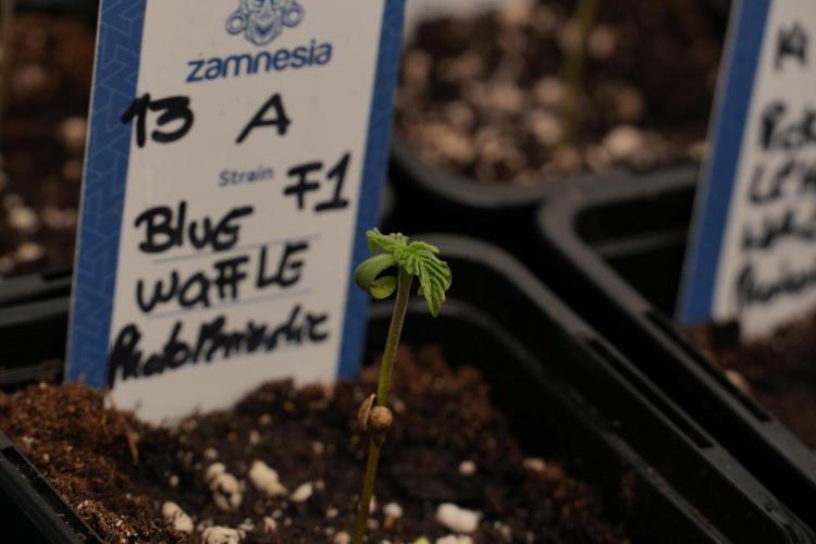Blue Waffle F1 Zamnesia Pheno A. Week 0 - Blue Waffle F1 Pheno A 