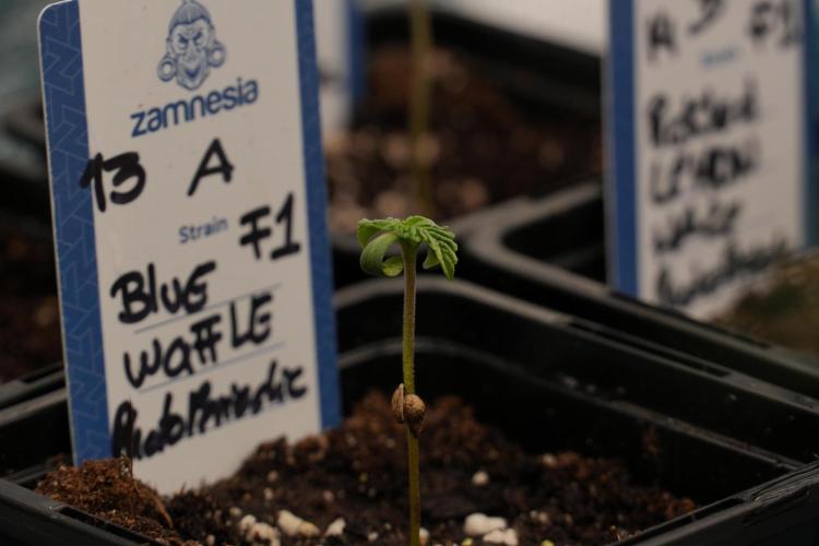 Blue Waffle F1 Zamnesia Pheno A. Week 0 - Blue Waffle F1 Pheno A 