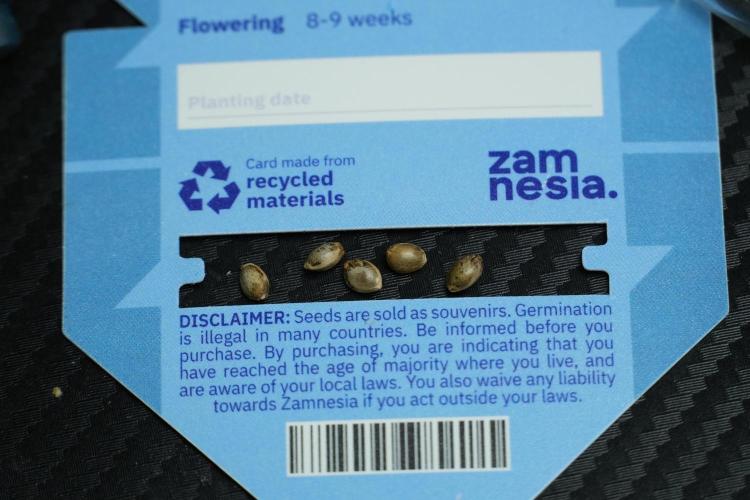 Blue Waffle F1 Zamnesia Pheno A. Week 0 - Seeds