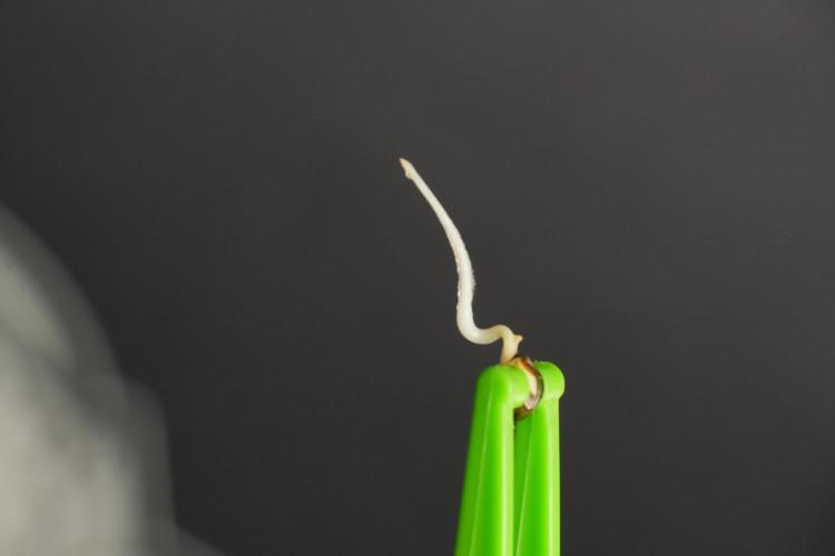 Blue Waffle F1 Zamnesia Pheno A. Week 0 - Blue Waffle F1 Pheno A tail root
