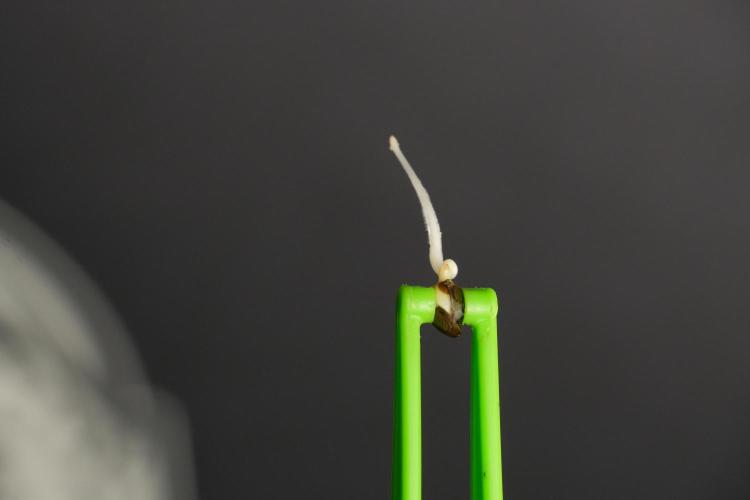 Blue Waffle F1 Zamnesia Pheno A. Week 0 - Blue Waffle F1 Pheno A tail root