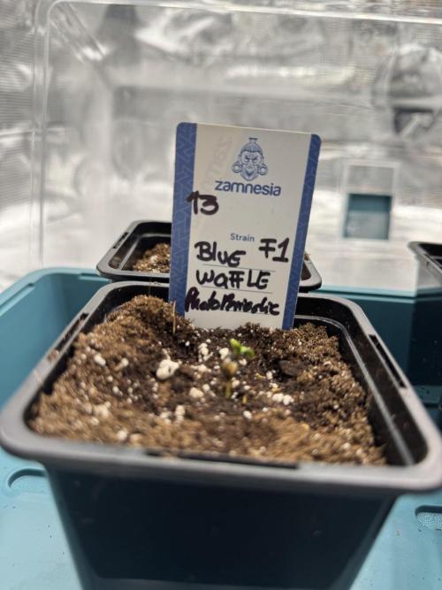 Blue Waffle F1 Zamnesia Pheno A. Week 0 - Blue Waffle F1 Pheno A in soil