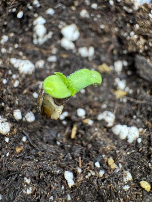 Blue Waffle F1 Zamnesia Pheno A. Week 0 - Blue Waffle F1 Pheno A out of the soil