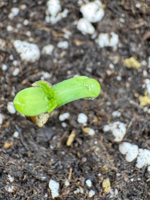 Blue Waffle F1 Zamnesia Pheno A. Week 0 - Blue Waffle F1 Pheno A out of the soil