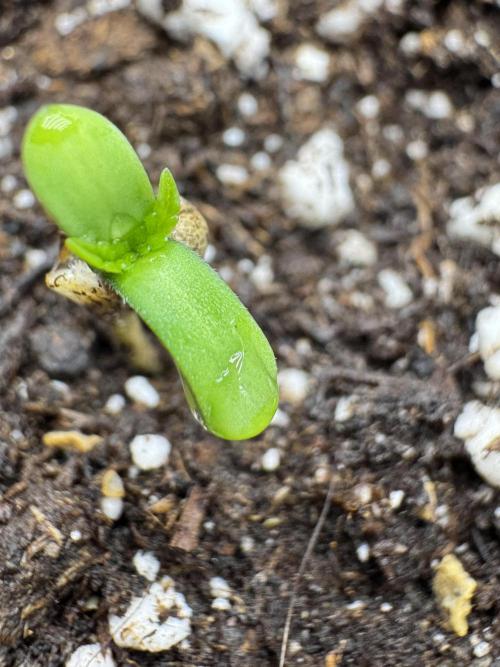 Blue Waffle F1 Zamnesia Pheno A. Week 0 - Blue Waffle F1 Pheno A out of the soil