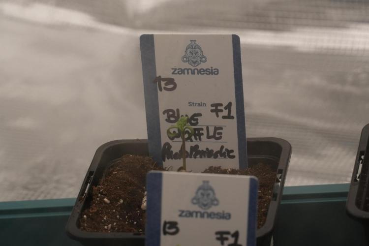 Pheo B Blue Waffle Haze F1 Zamnesia. Week 0 - Blue Waffle F1 Pheno B