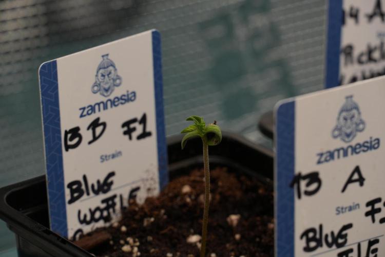 Pheo B Blue Waffle Haze F1 Zamnesia. Week 0 - Blue Waffle F1 Pheno B