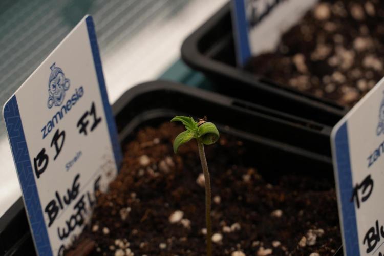 Pheo B Blue Waffle Haze F1 Zamnesia. Week 0 - Blue Waffle F1 Pheno B