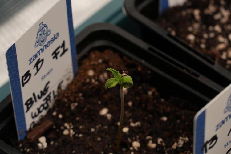 Pheo B Blue Waffle Haze F1 Zamnesia. Week 0 - Blue Waffle F1 Pheno B