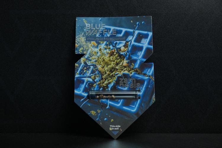Pheo B Blue Waffle Haze F1 Zamnesia. Week 0 - Seed Pack 