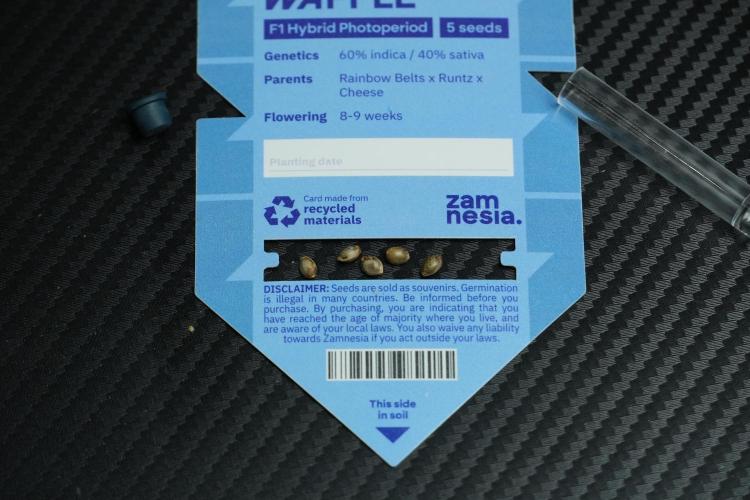 Pheo B Blue Waffle Haze F1 Zamnesia. Week 0 - Seeds