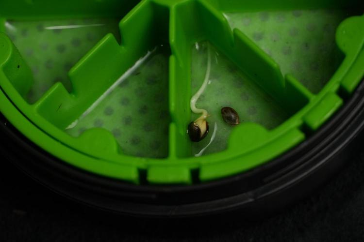 Pheo B Blue Waffle Haze F1 Zamnesia. Week 0 - The cannakan
