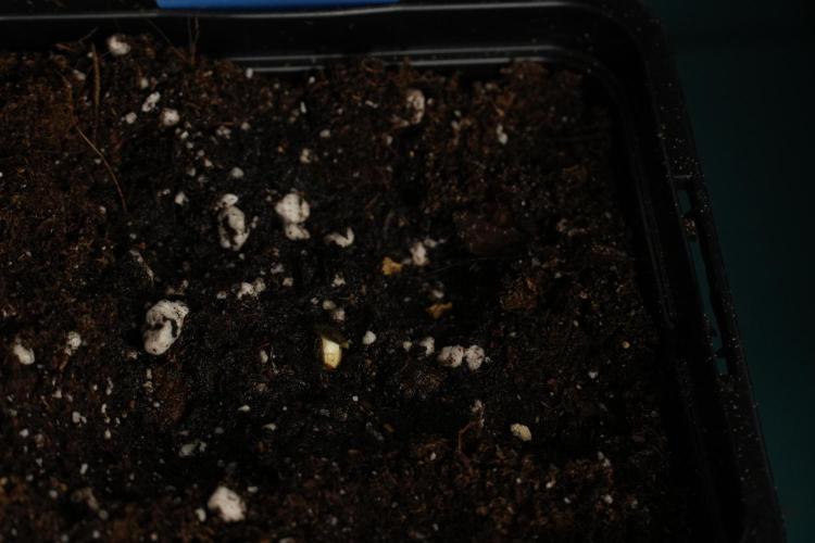 Pheo B Blue Waffle Haze F1 Zamnesia. Week 0 - Soil